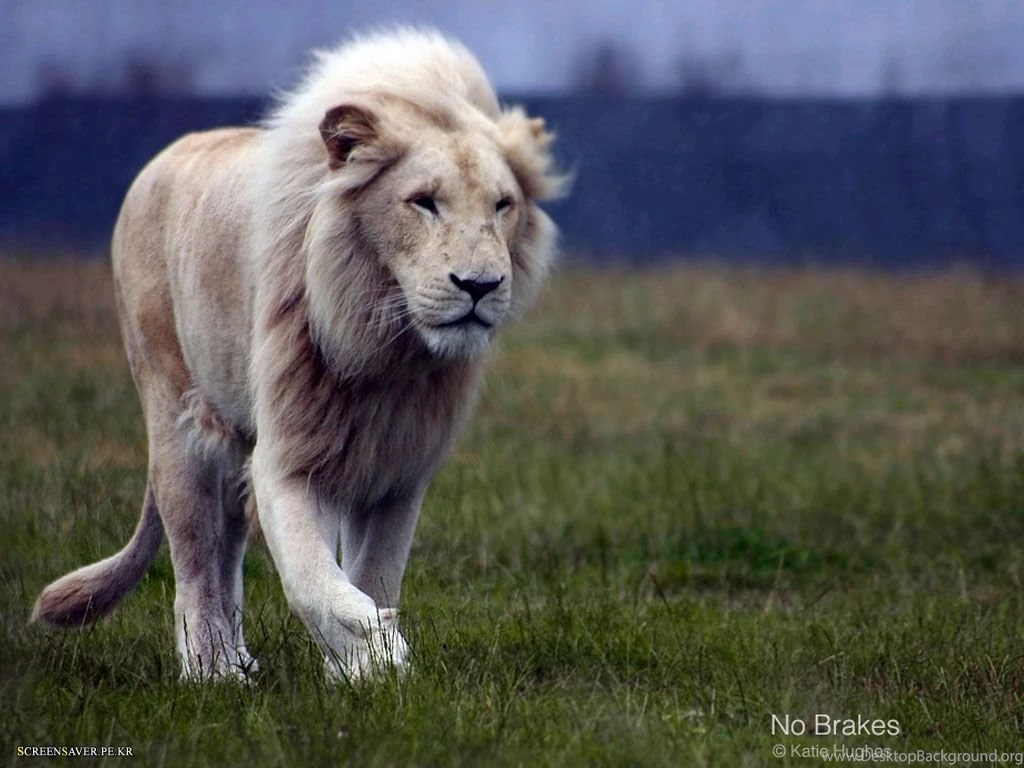 Wallpapers White Lion Wallpapers Cave Desktop Background Wallpapers White Lion Wallpapers Cave Desktop Background