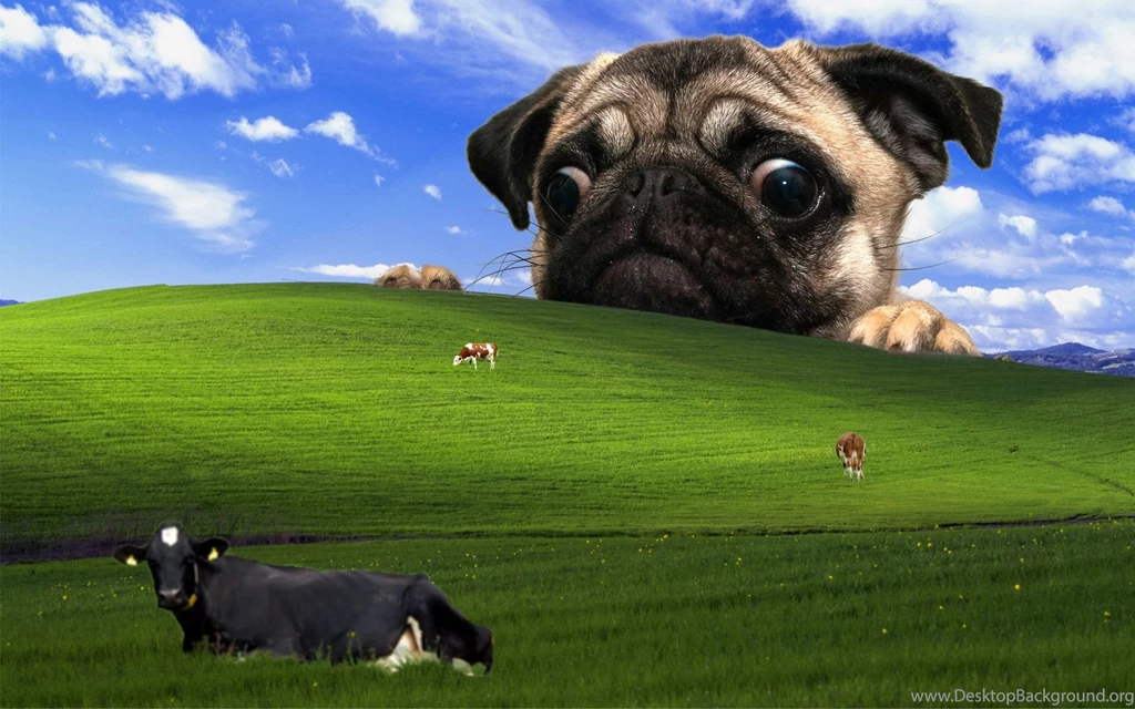 Something A Little Different: Windows XP Wallpapers ...
