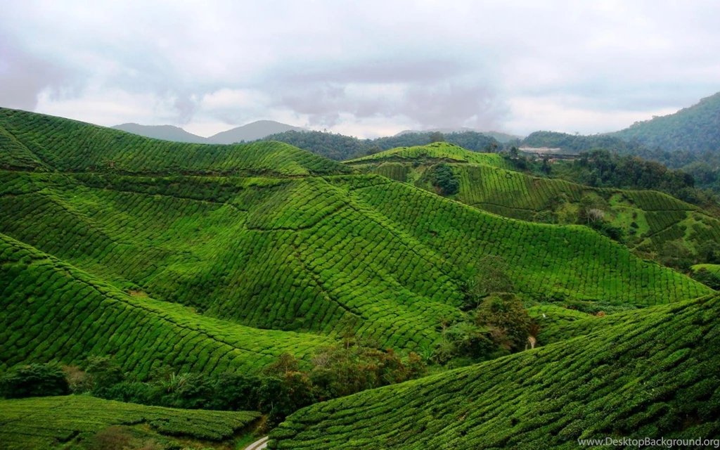 Awesome Green Landscapes Ultra High Resolution Hd Wallpapers ...