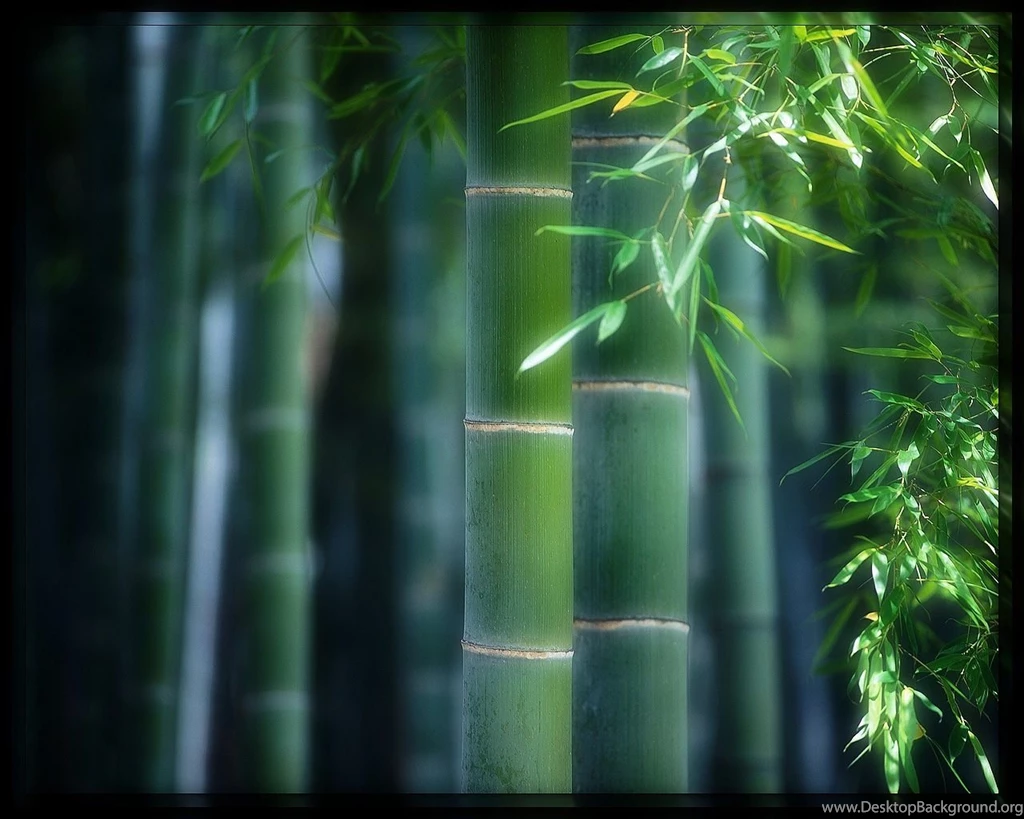 Download Free Forest Wallpapers