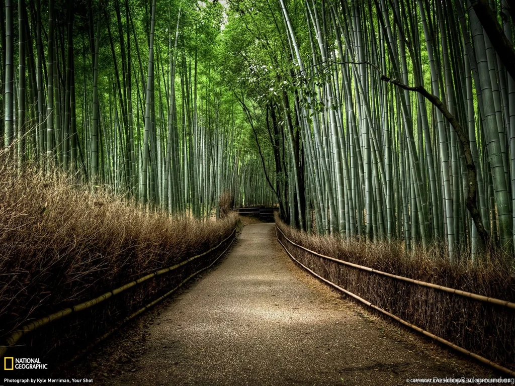 30 bamboo forest wallpaper 12.jpg