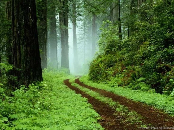 Download Free Best Quality Forest Africa Wallpapers For Desktop ...