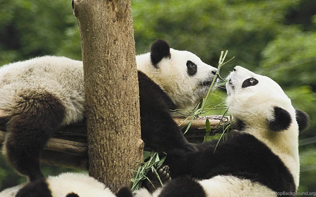 Panda Computer Wallpapers, Desktop Backgrounds