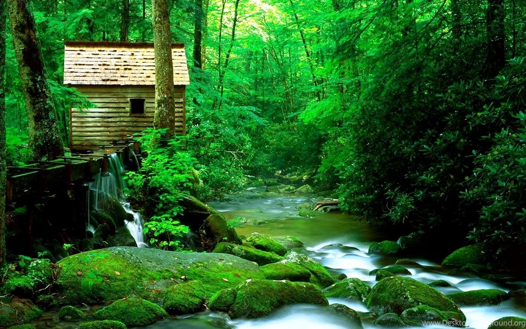 Wallpapers Nature Forest And River Photos Of Free Wildlife ...