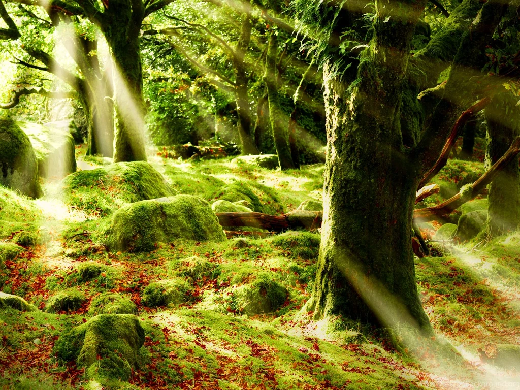 Morning Sun Forest Wallpapers