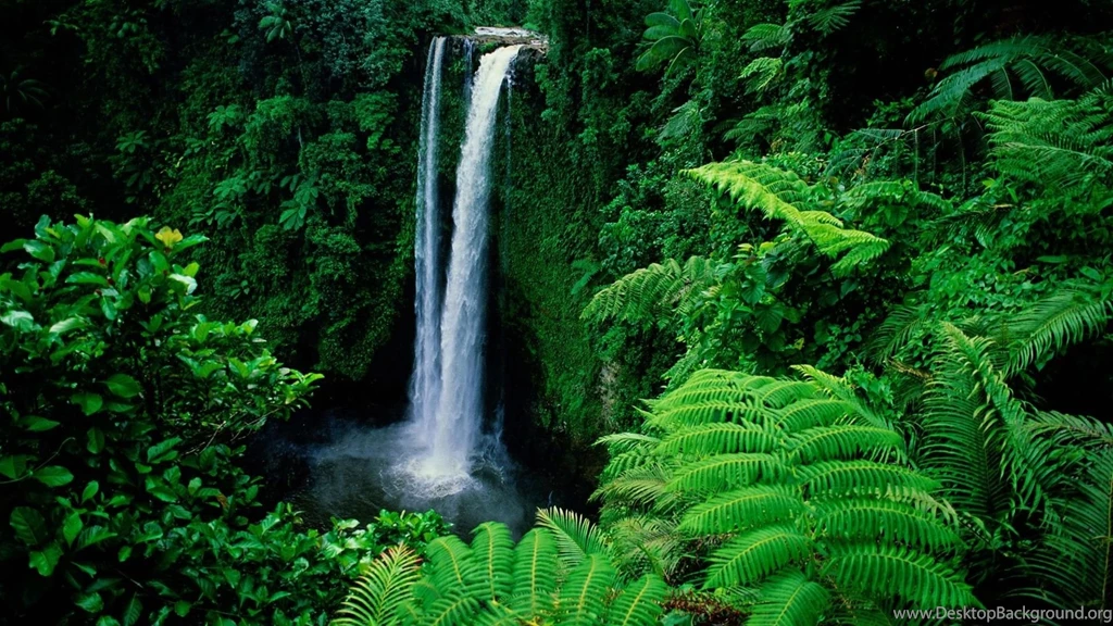 Green Forest Best Wallpapers Picture