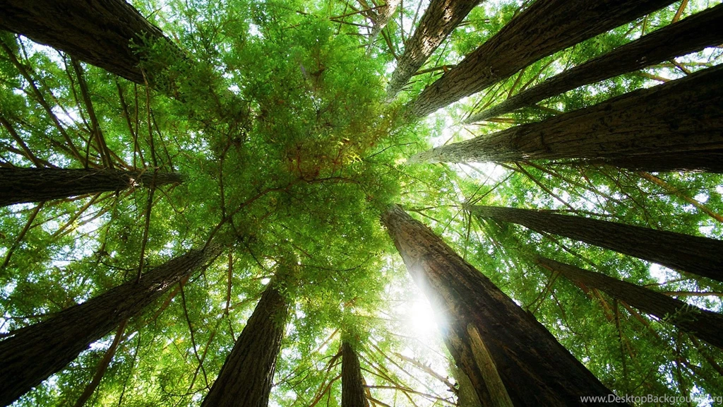 Best Green Nature Forest HD Wallpapers   New HD Wallpapers