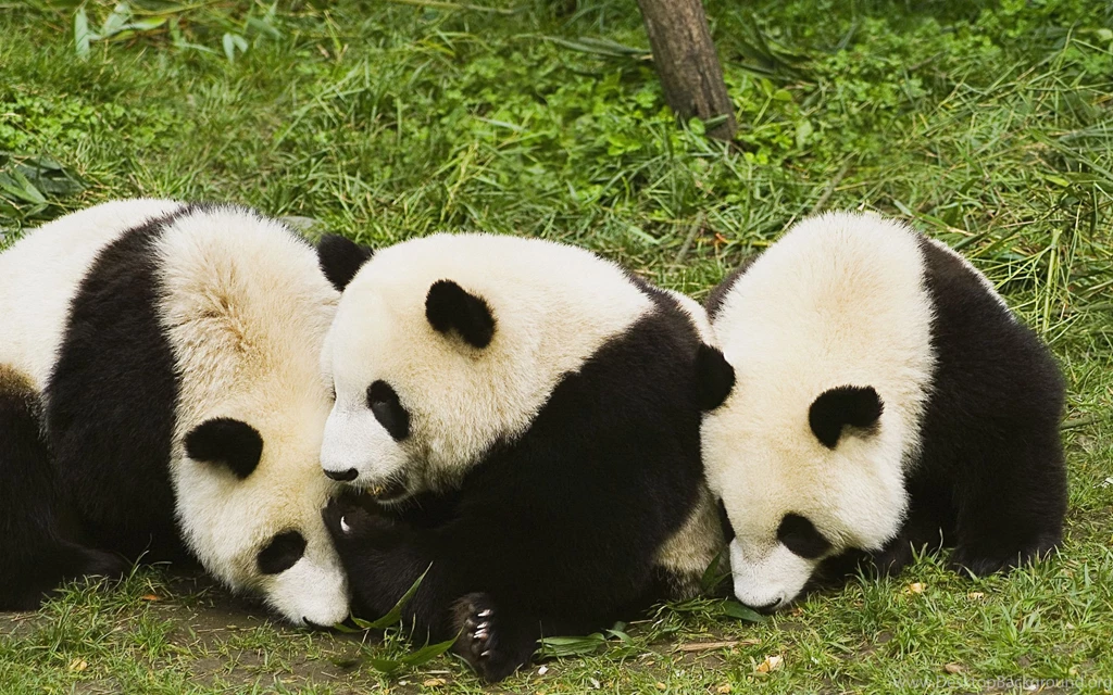 Panda Computer Wallpapers, Desktop Backgrounds
