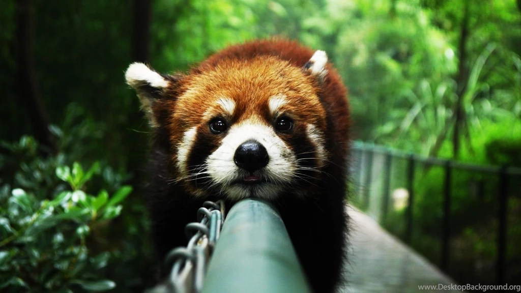 Red Panda Backgrounds Wallpapers 9685 Amazing Wallpaperz