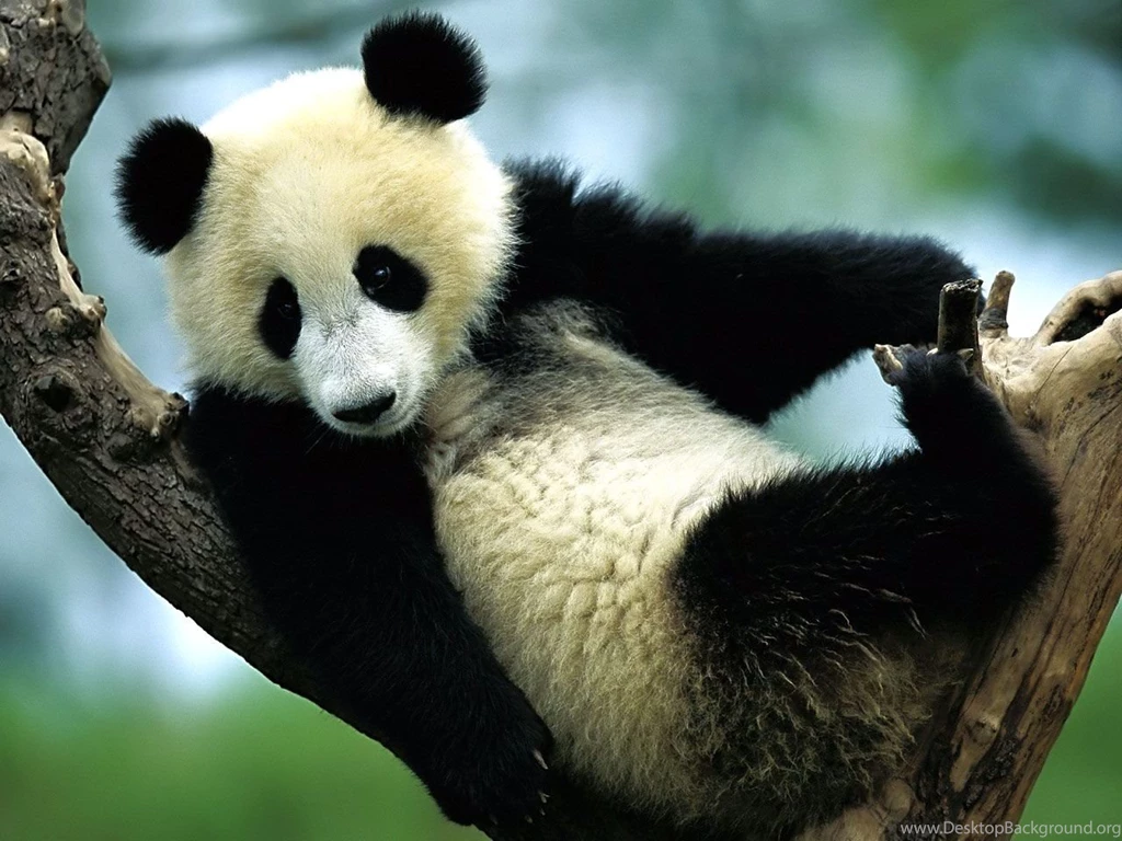Big Panda Wallpapers