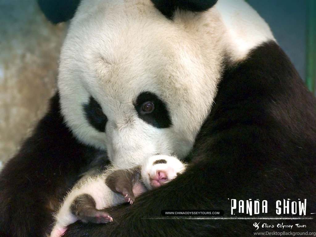 Panda Cub Wallpapers Wallpapers 2015 Trends
