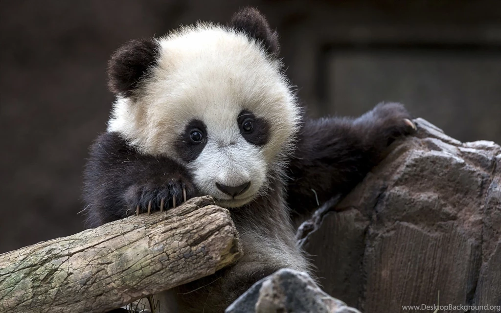 Panda Computer Wallpapers, Desktop Backgrounds