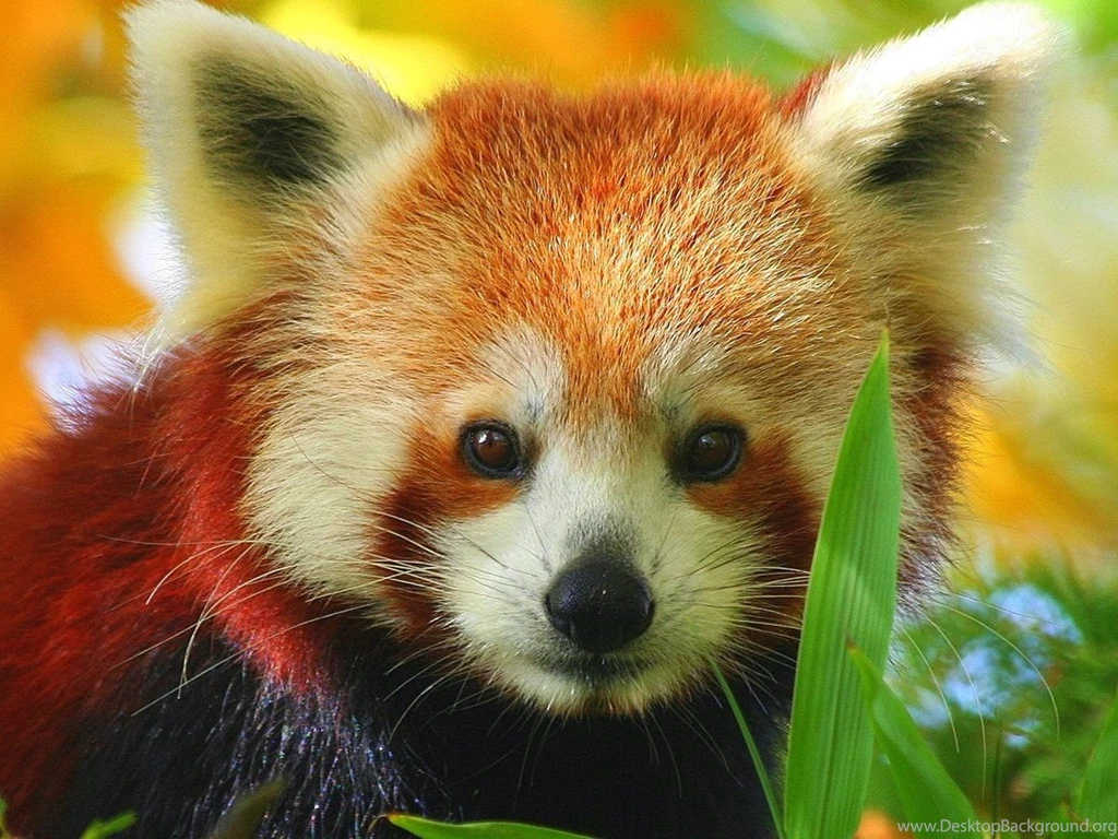 Red Panda Wallpapers In HD Gallery & Facts