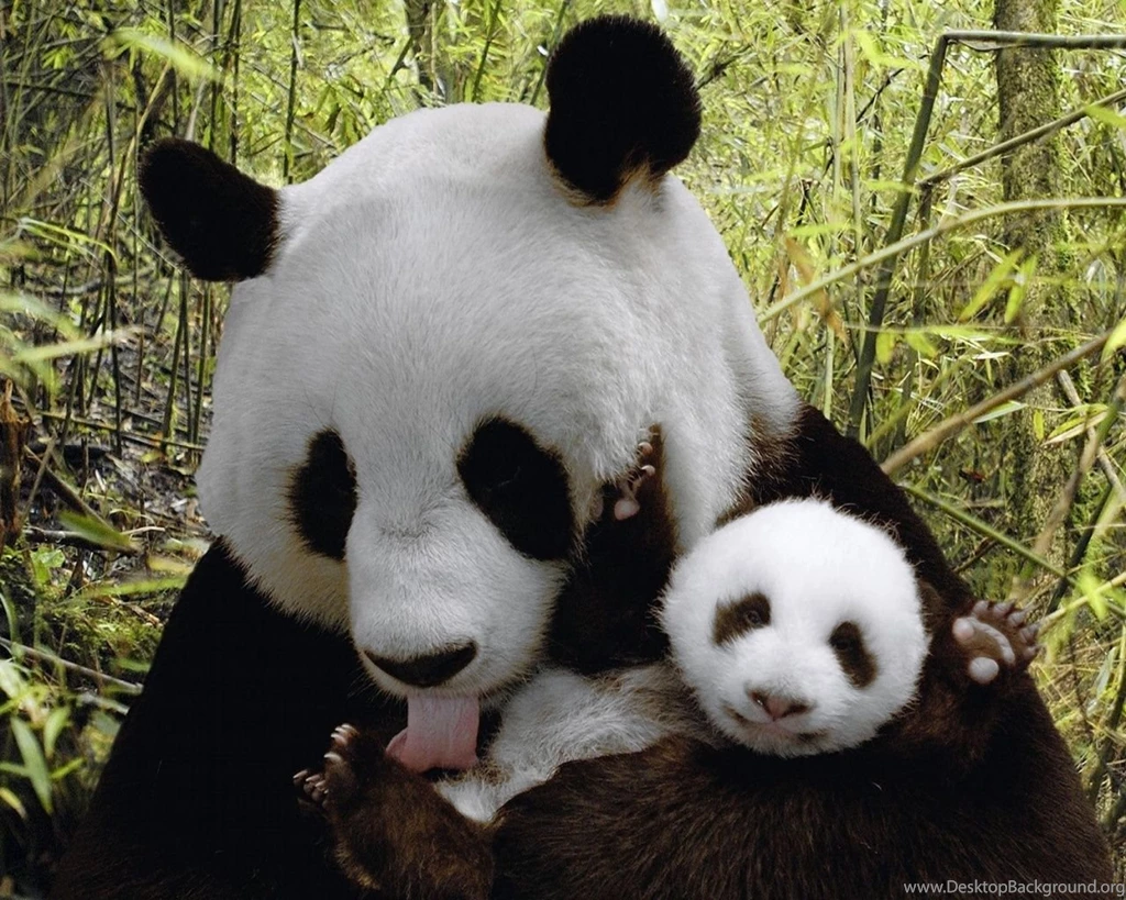 Wallpapers 1280x800 Cute Panda Wallpapers 1366x768 Cute Panda ...