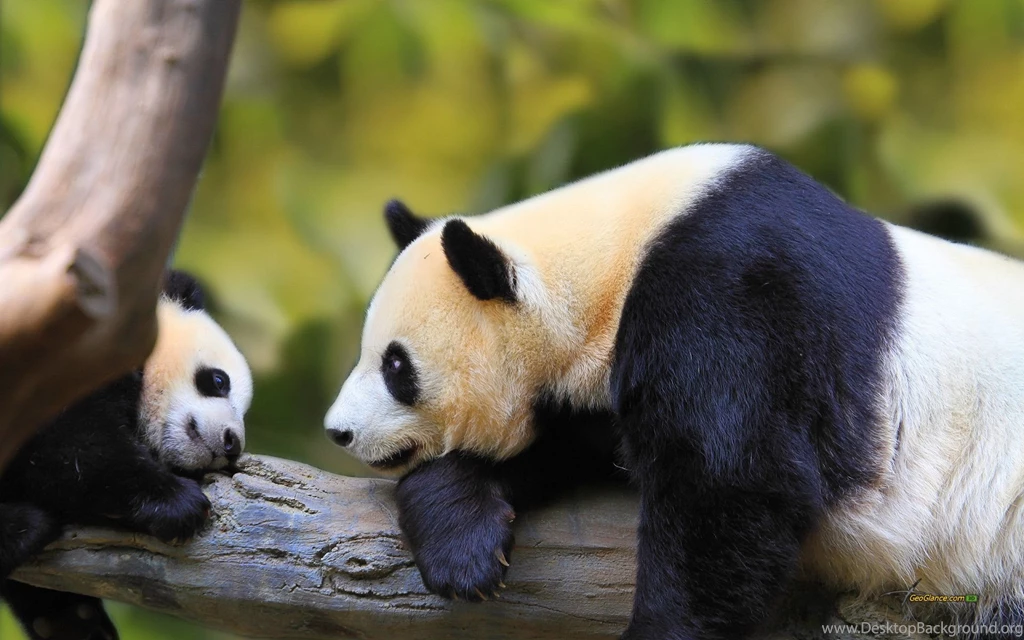 Baby Panda Backgrounds HD Wallpapers Attachment 9398 Amazing ...