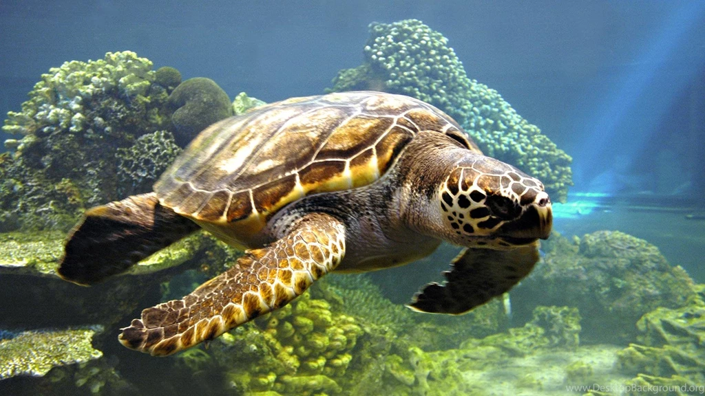 Excellent_1920x1080 full hd wallpapers.jpg