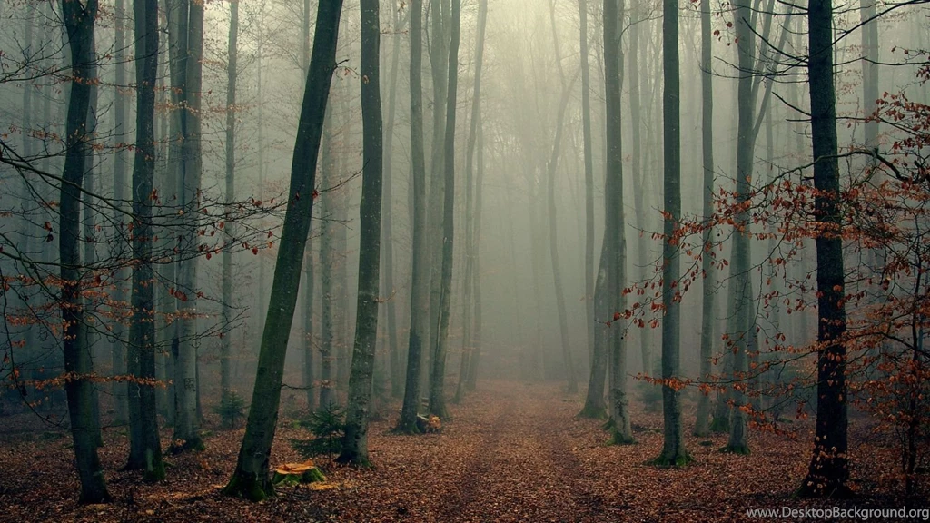 Download Wallpapers 1366x768 Wood, Trees, Fog, Foliage, Autumn ...
