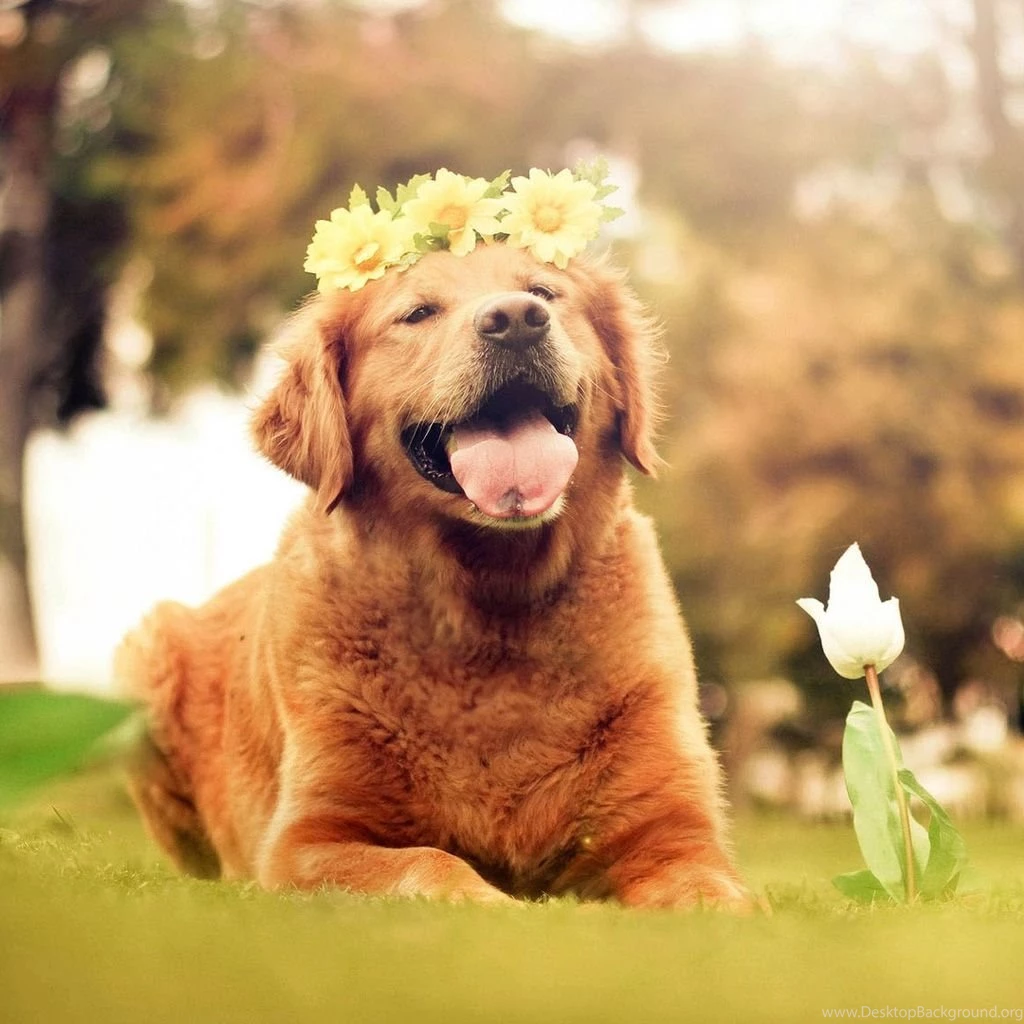 Dog wallpaper for ipad mini 140807 1.jpg