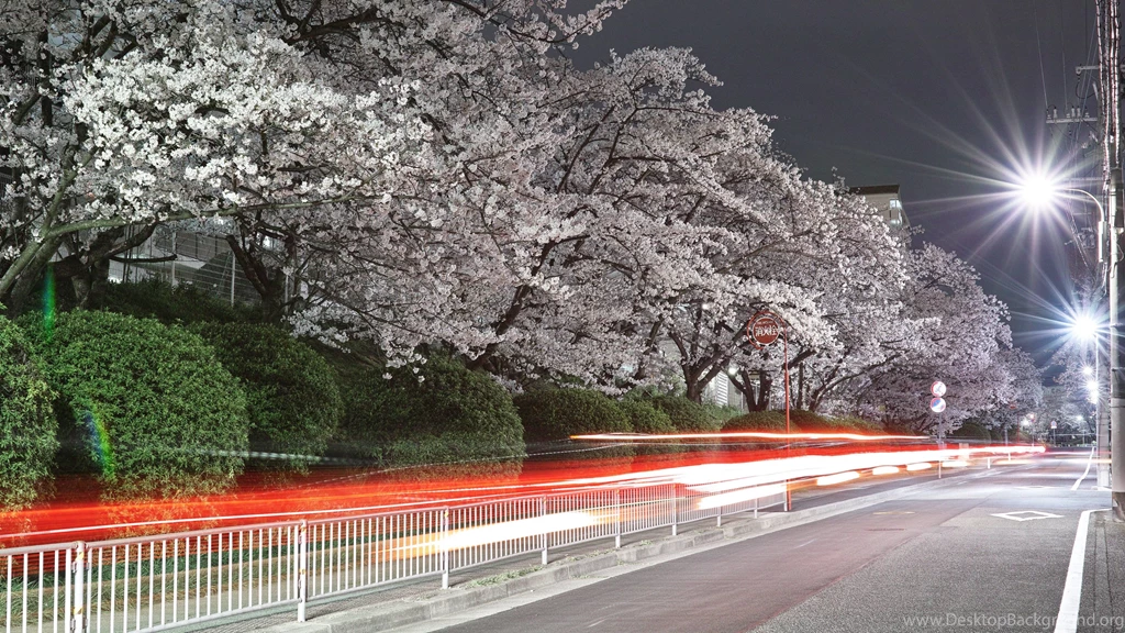 City Urban Nature Cherry Blossoms Ultra Hd Wallpapers Ultra High ...