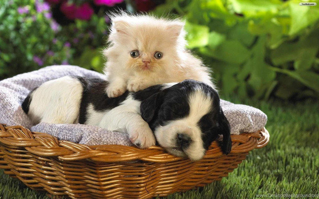 Pic > Cute Kittens And Puppies Together