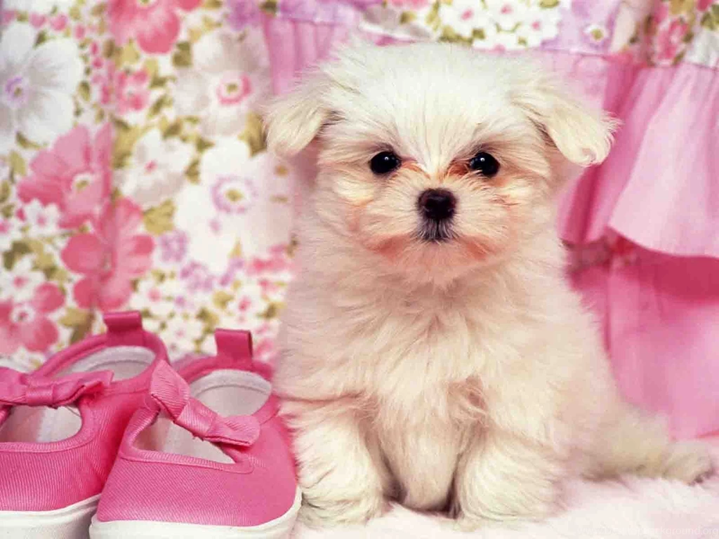 Sweet Puppies And Kittens Wallpapers For Facebook