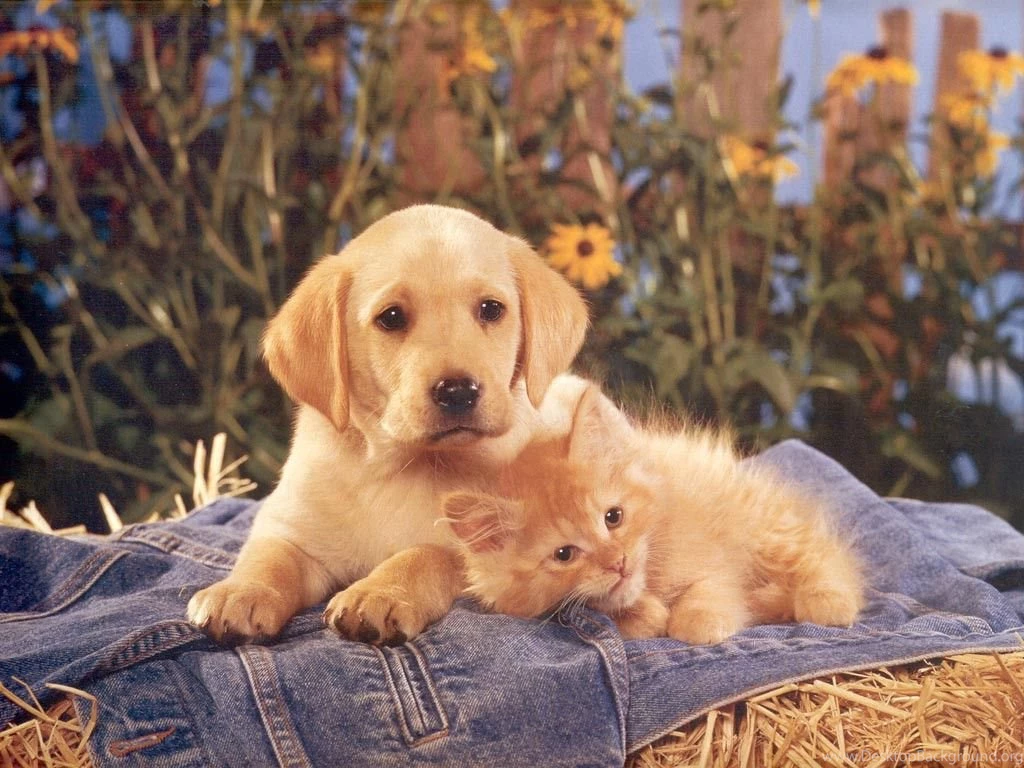 Dogs: Puppy Kitten Kitties Puppies HD Wallpapers For HD 16:9 High ...