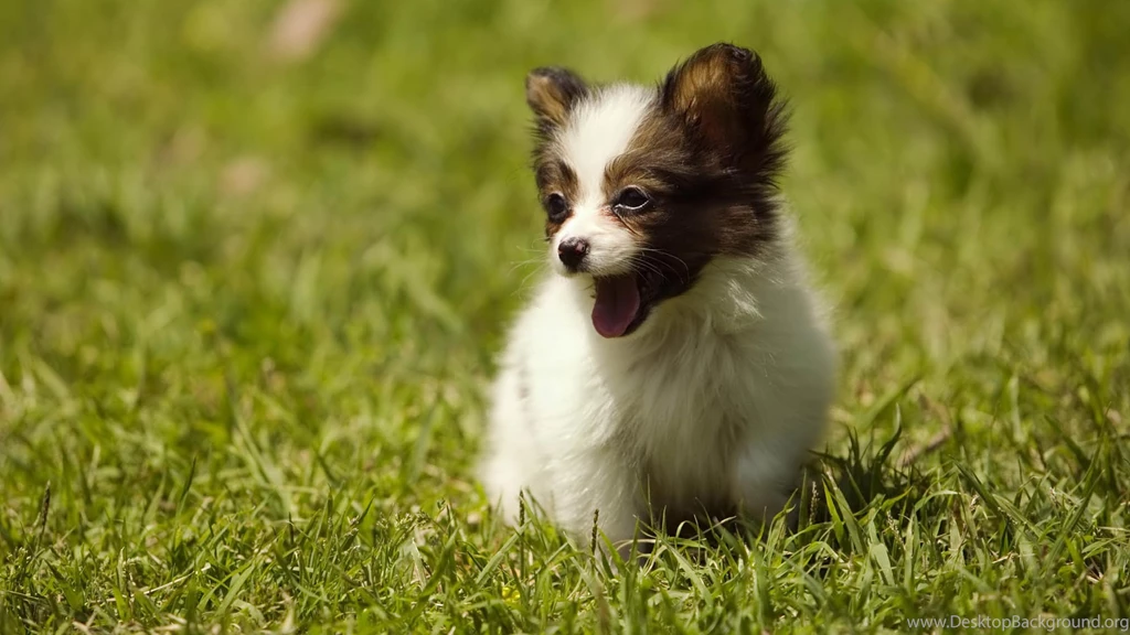 Desktop puppies for backgrounds download.jpg