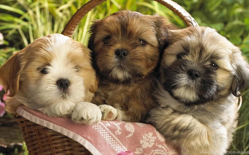 Download Free Puppy Desktop Wallpapers The Quotes Land