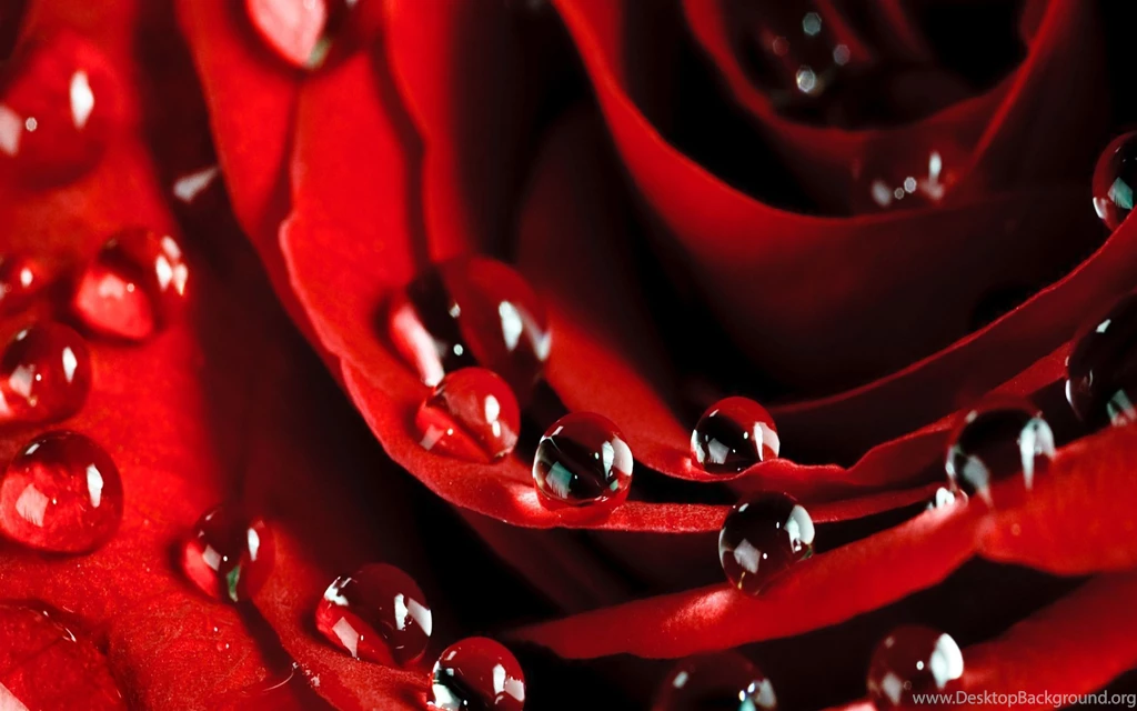 Download Rose Flower Wallpaper Images
