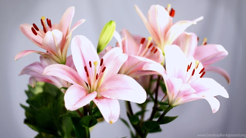 1024x784px Wonderful White Lilies