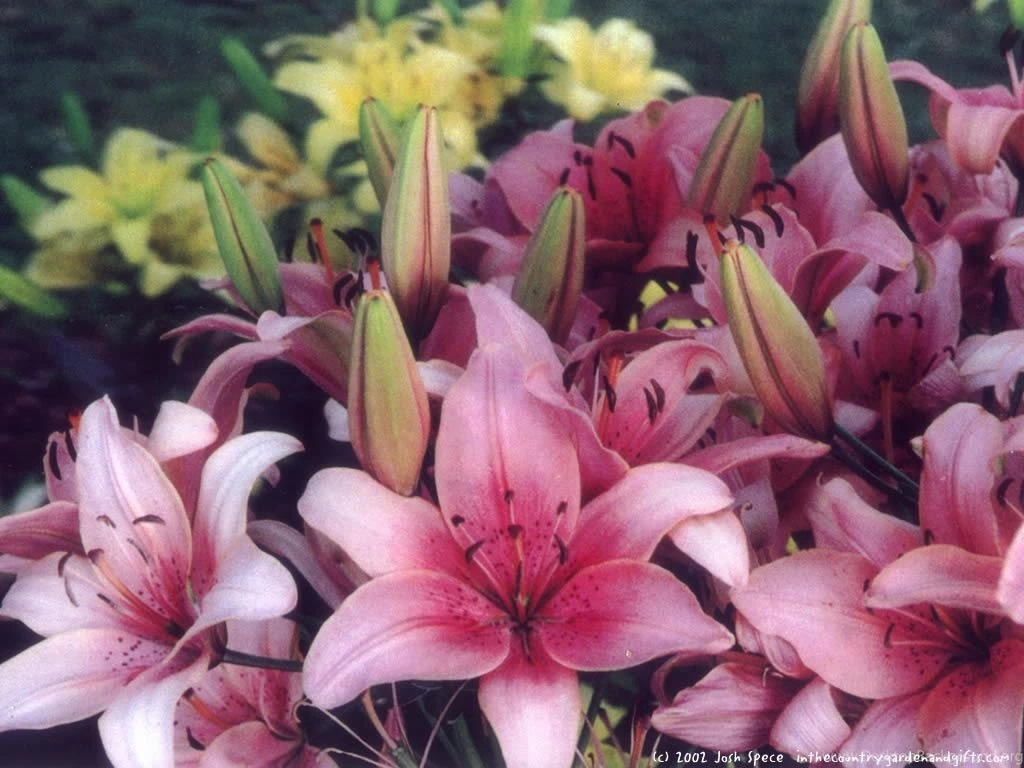 Gardening Computer Wallpapers