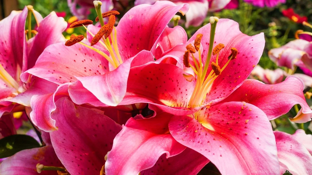 Pink lily flowers 1920x1080.jpg