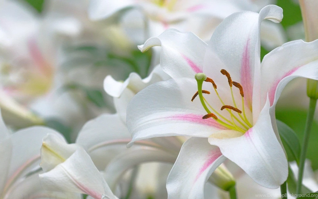 White Lilies Wallpapers 618291