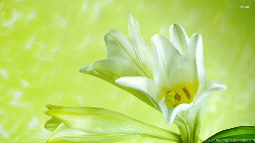 White Lily Wallpapers Flower Wallpapers