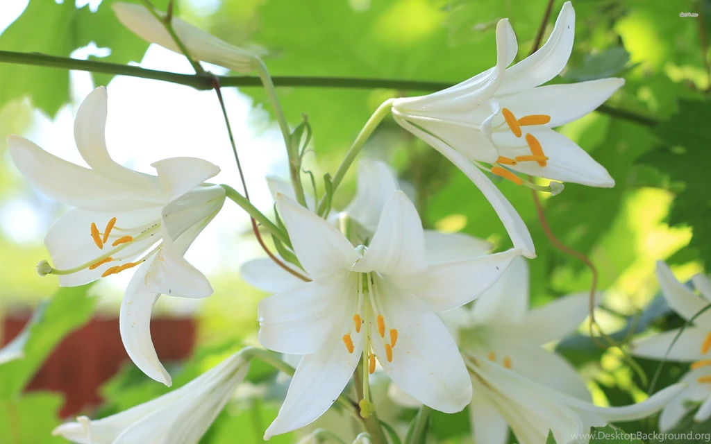 Lilies Wallpapers Flower Wallpapers