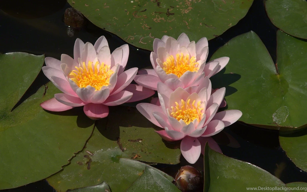 Water Lilies Wallpapers