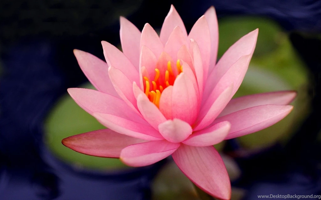 Nature Flowers Macro Water Lilies Wallpapers