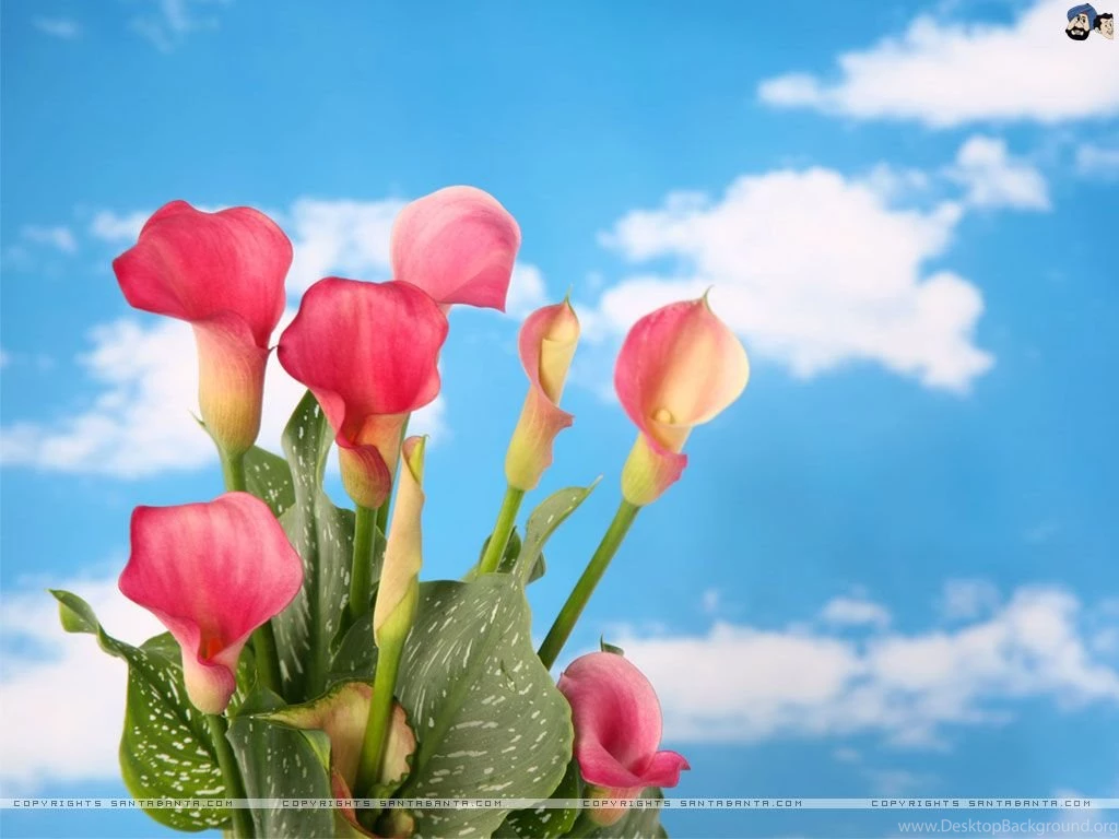 Lilies Wallpapers