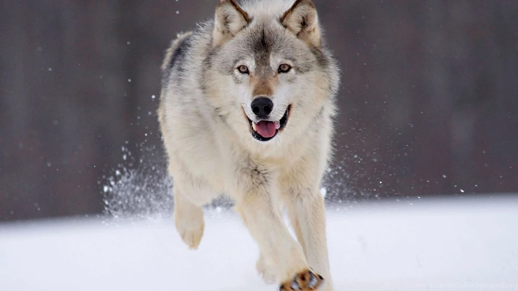 Winter Wolves HD Wallpaper, Winter Wolves Images