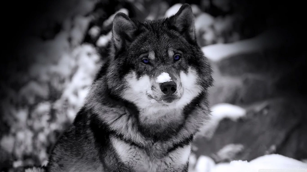 Wolf Winter HD Desktop Wallpapers : Widescreen : High Definition ...