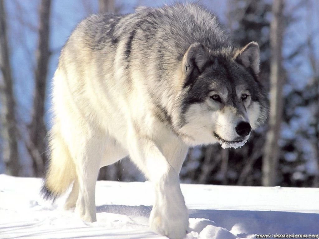 Winter Wolf Wolves Wallpapers (32724301) Fanpop