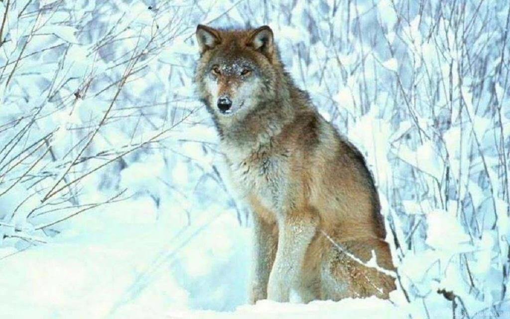 WINTER WOLF WALLPAPER (