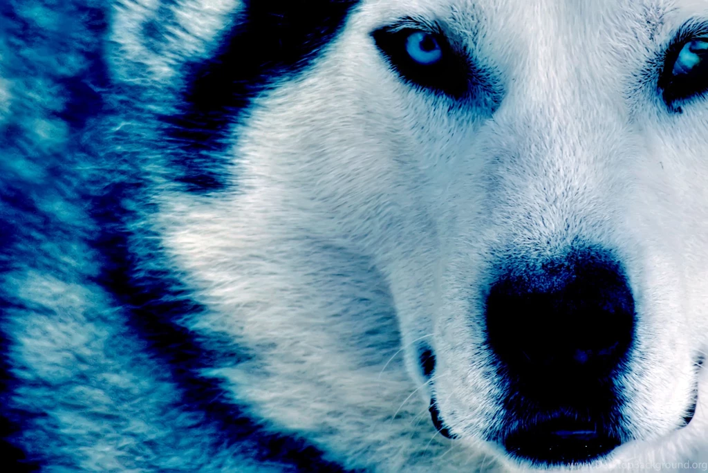 3071) Winter Wolf Photo Wallpapers WalOps.com