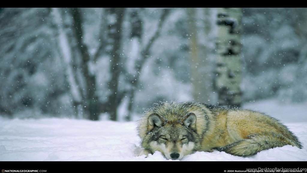 Wolf In Winter Forest Minnesota Usa National Park >> HD Wallpapers ...