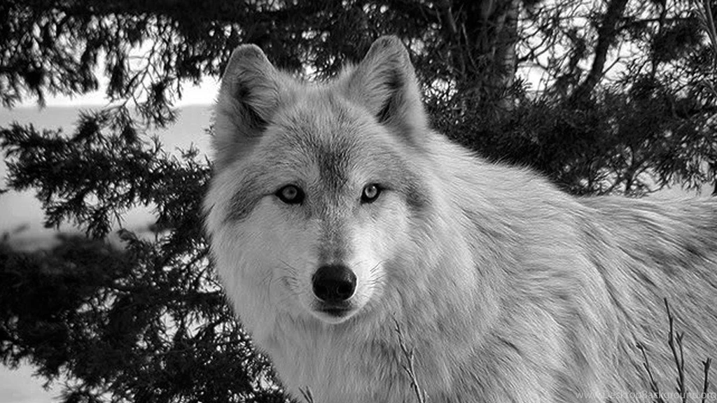 WINTER WOLF WALLPAPER (
