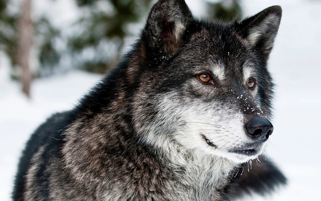 Winter Wolf Wallpapers Tag WalOps.com
