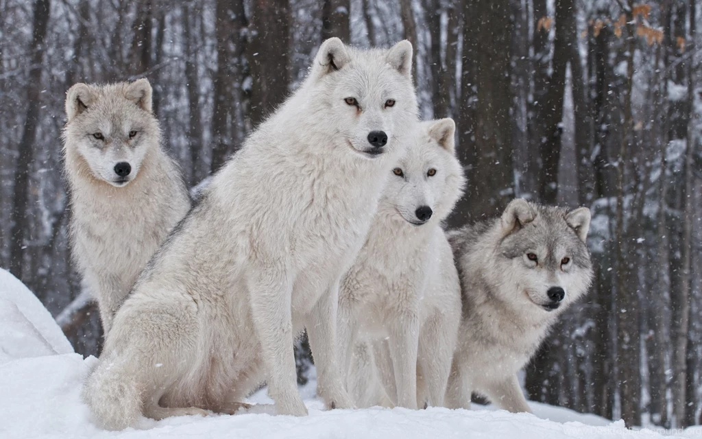 Wolf Wallpapers, Desktop Wallpapers » GoodWP.com
