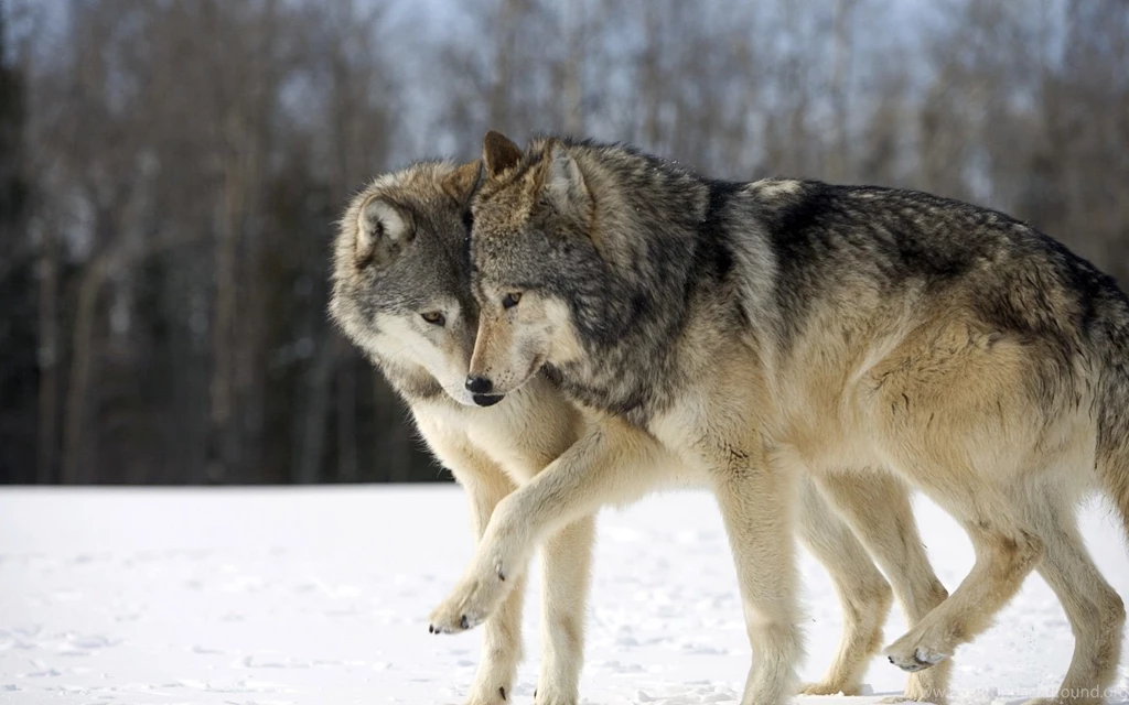 Wolf Forest Snow Winter Wolves HD Wallpapers
