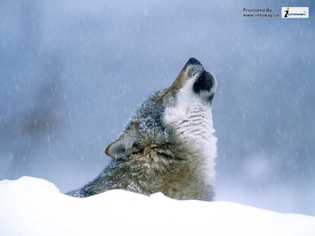 Grey Wolf In Snow Wallpaper Images