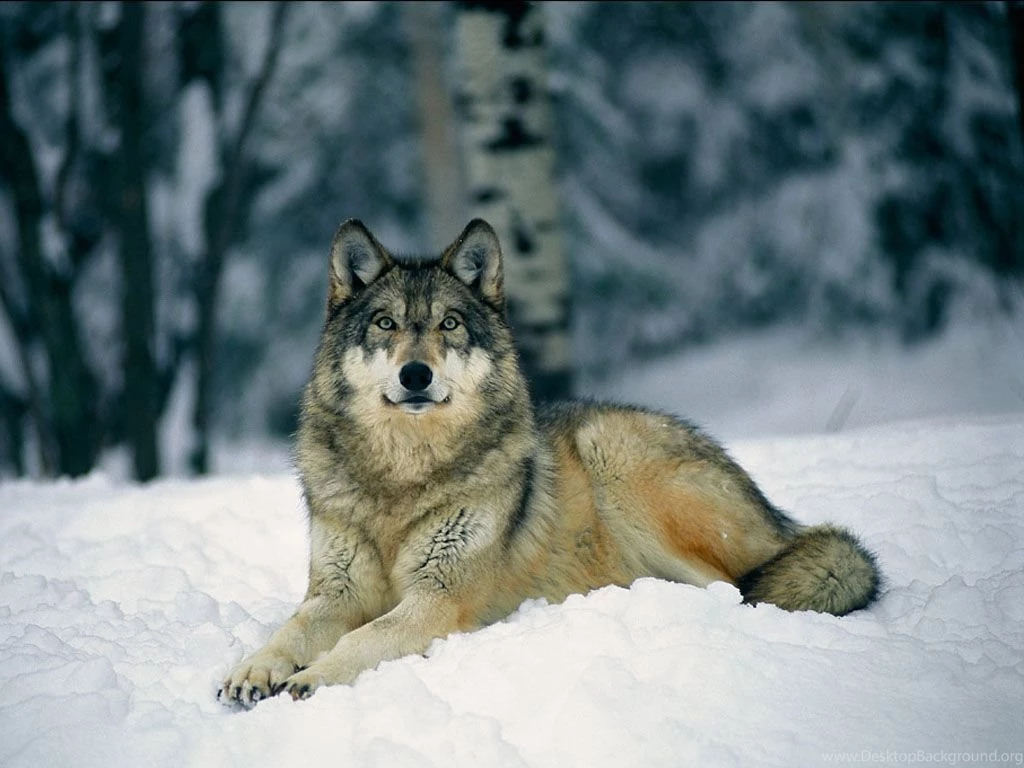 Wolf In Winter Wallpapers Hemslojdsgoten